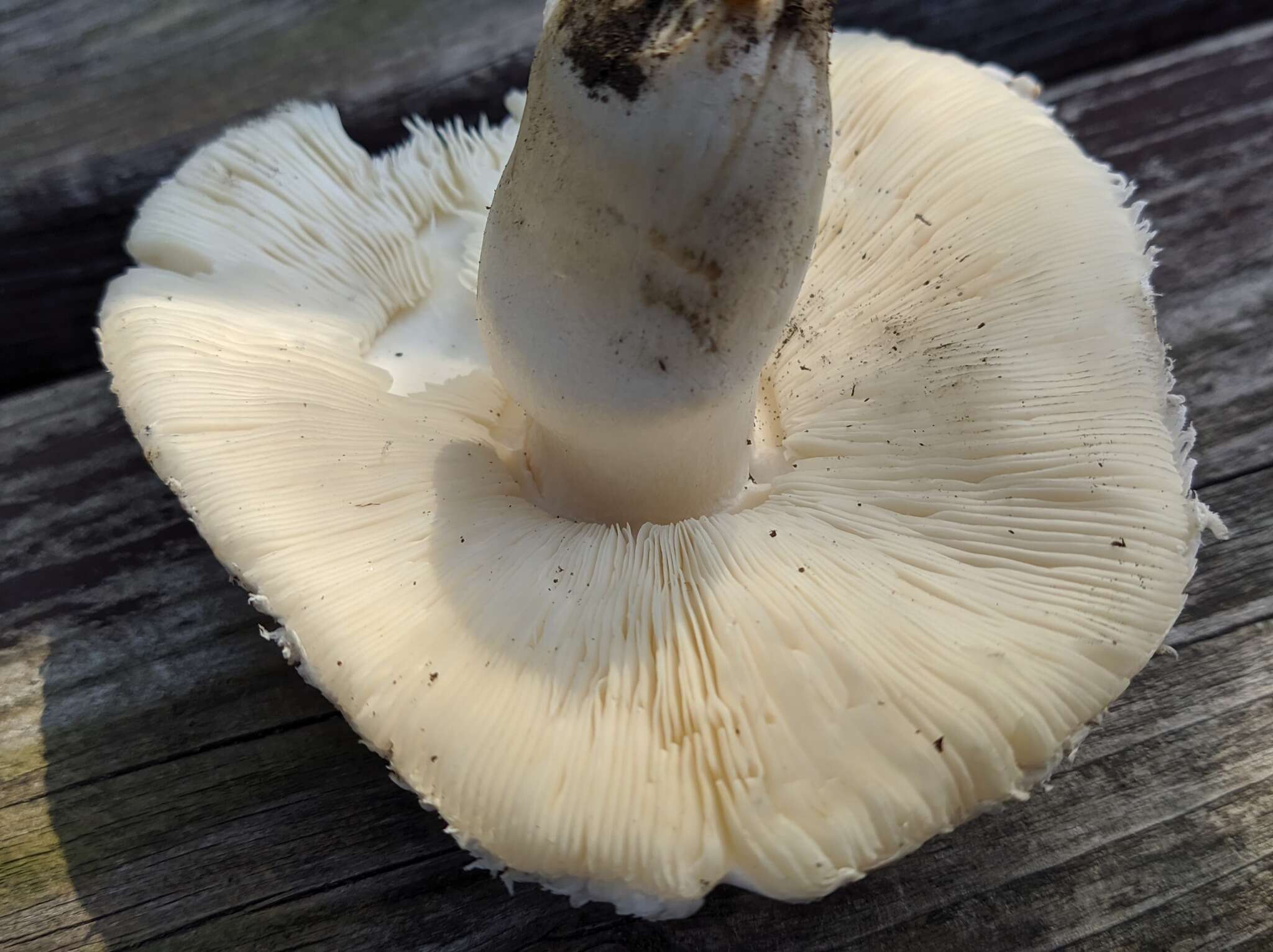 Leucoagaricus barssii (Zeller) Vellinga 2000 resmi