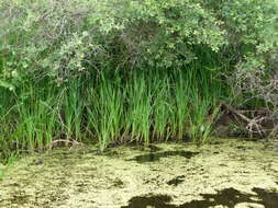 Image of Branched Bur-reed