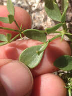 Image de Fagonia pachyacantha Rydb.