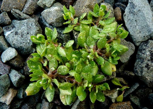 Image of Montia fontana subsp. fontana