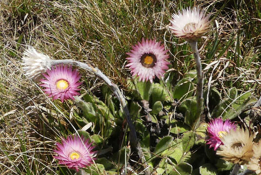 Plancia ëd Helichrysum ecklonis Sond.