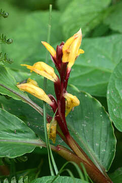 Image of Hardy ginger