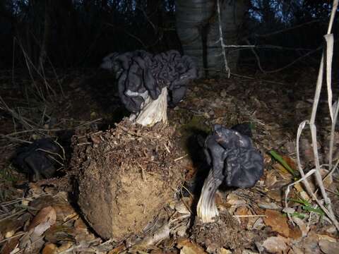 Imagem de Helvella vespertina N. H. Nguyen & Vellinga 2013