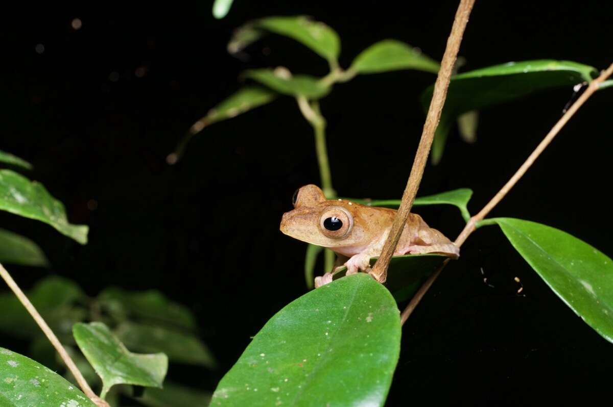 Imagem de Rhacophorus pardalis Günther 1858