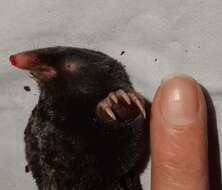 Image of Blind Mole