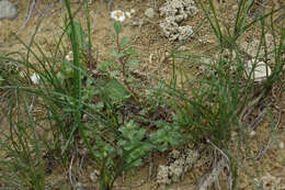 Image of Vittadinia australis A. Rich.