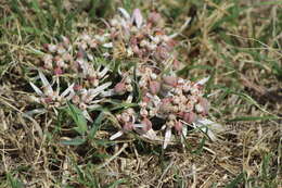 Image de Euphorbia radians Benth.