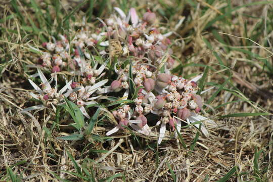 Euphorbia radians Benth. resmi