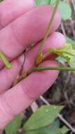 Image of bitternut hickory