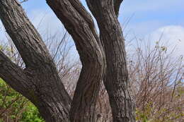 Imagem de Simarouba versicolor A. St.-Hil.