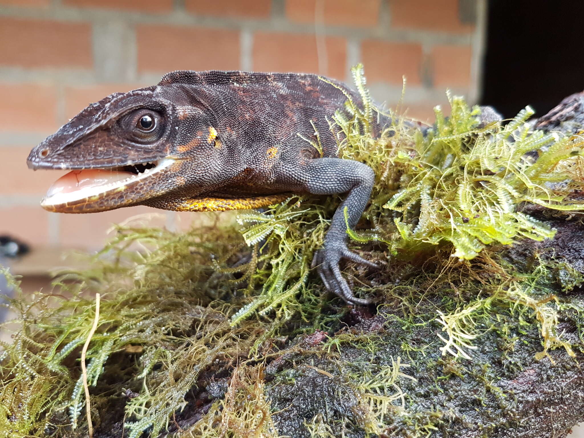 Слика од Anolis danieli Williams 1988