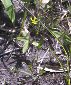 Image of Ixeridium dentatum (Thunb.) Tzvel.