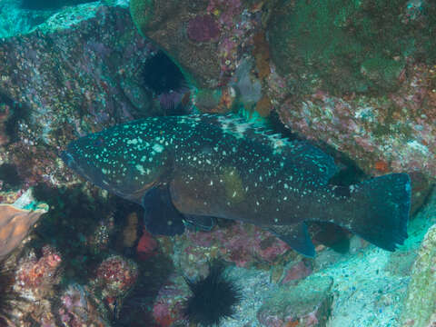 Image of Black cod