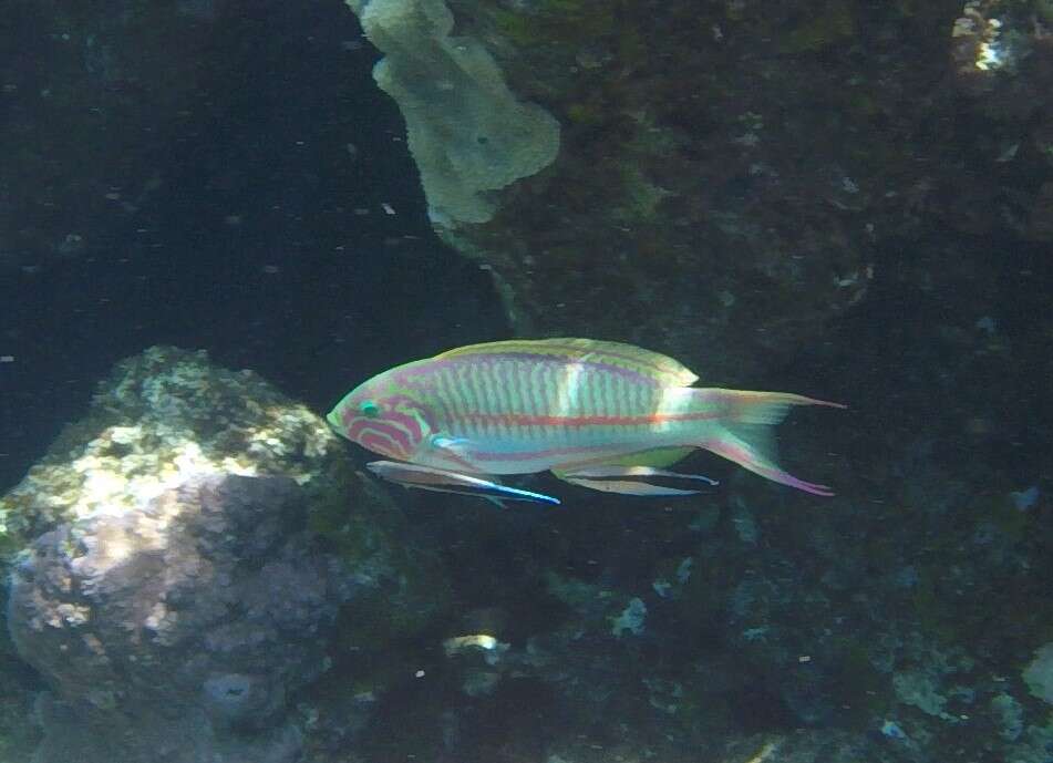 Image of Klunzinger's wrasse