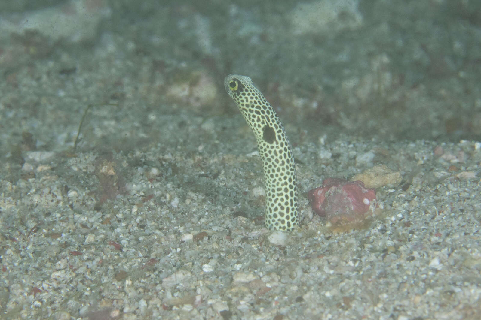 Image of Black spotted garden eel