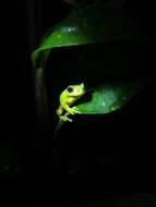 Image of executioner treefrog