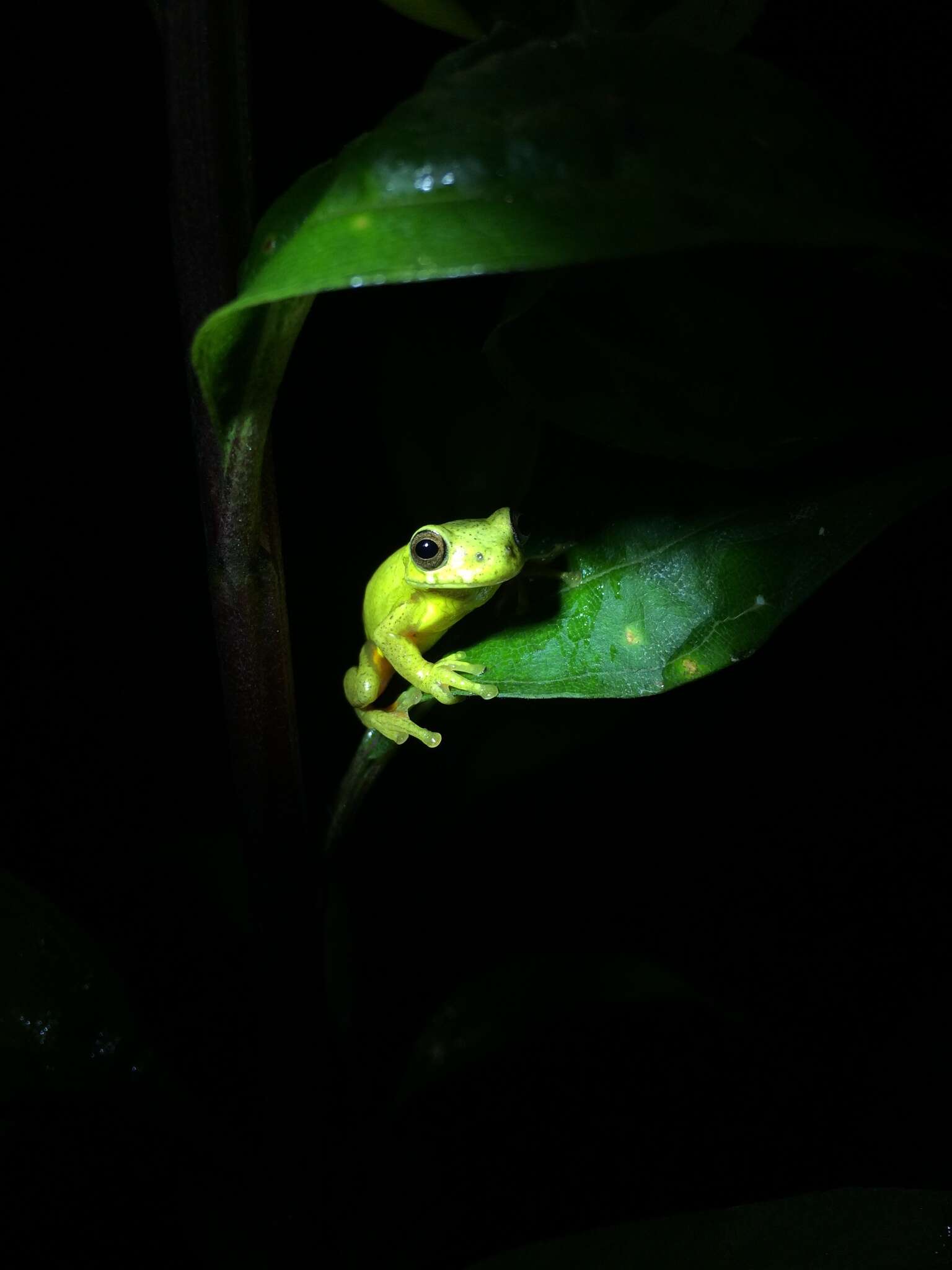 Imagem de Dendropsophus carnifex (Duellman 1969)