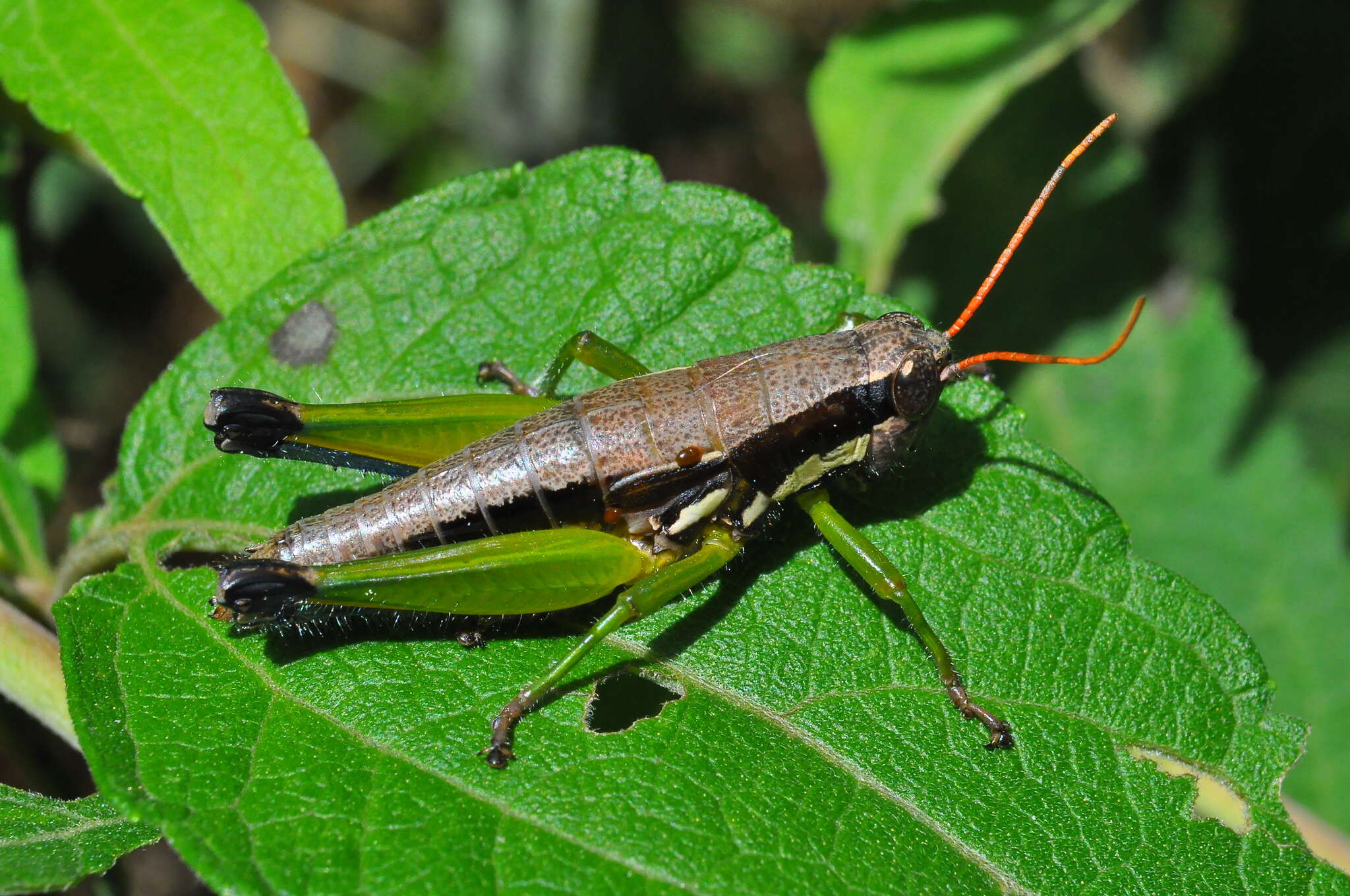 Слика од Pseudoscopas nigrigena (Rehn & J. A. G. 1913)