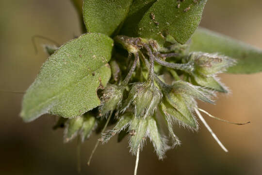 Plancia ëd <i>Mertensia ovata</i>