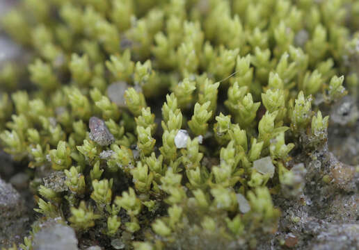 Image of Streblotrichum convolutum (Hedw.) P. Beauv.