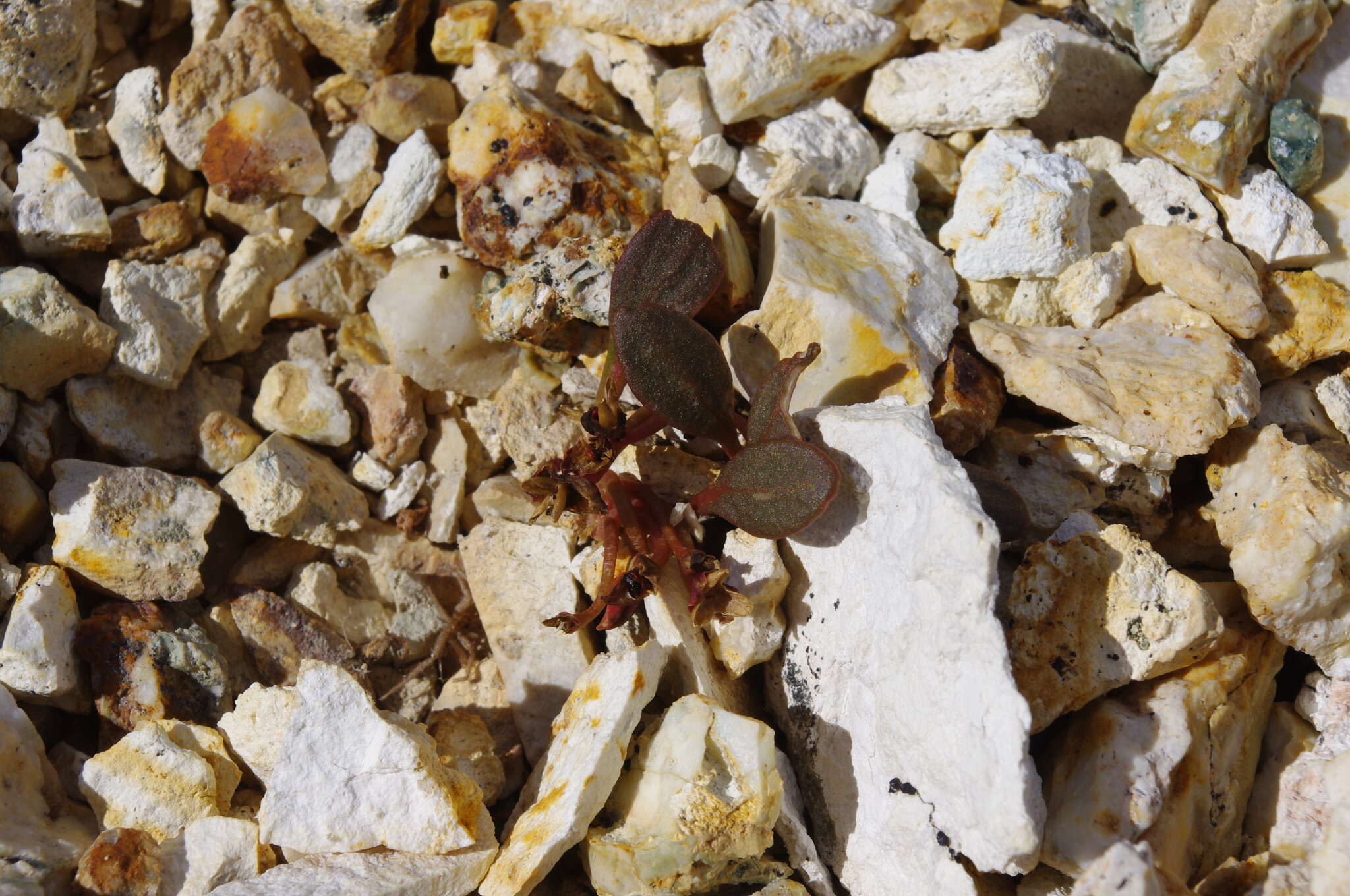 Claytonia umbellata S. Wats. resmi