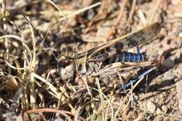 Image of Blue-legged Grasshopper