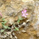 Image of Petrocoptis grandiflora Rothm.