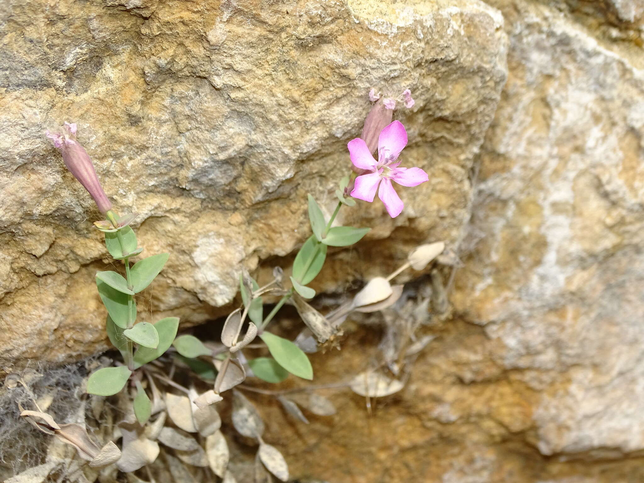 Слика од Petrocoptis grandiflora Rothm.