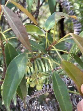 Image of Chinese Elaeocarpus