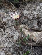 Image of Argentipallium dealbatum (Labill.) P. G. Wilson