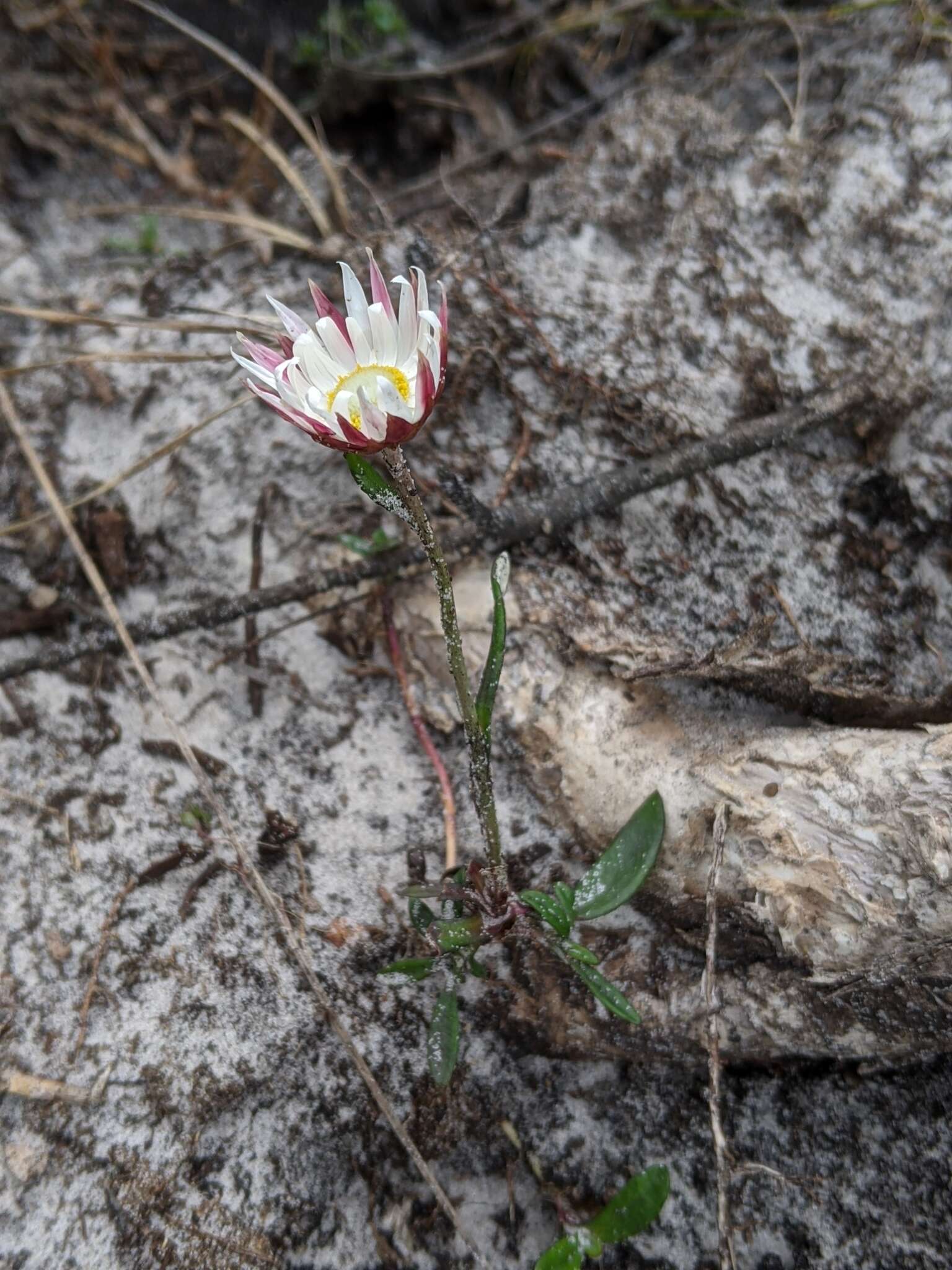 Image of Argentipallium dealbatum (Labill.) P. G. Wilson