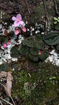 Image of Begonia fimbristipula Hance