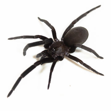 Image of <i>Kukulcania geophila</i> (Chamberlin & Ivie 1935)