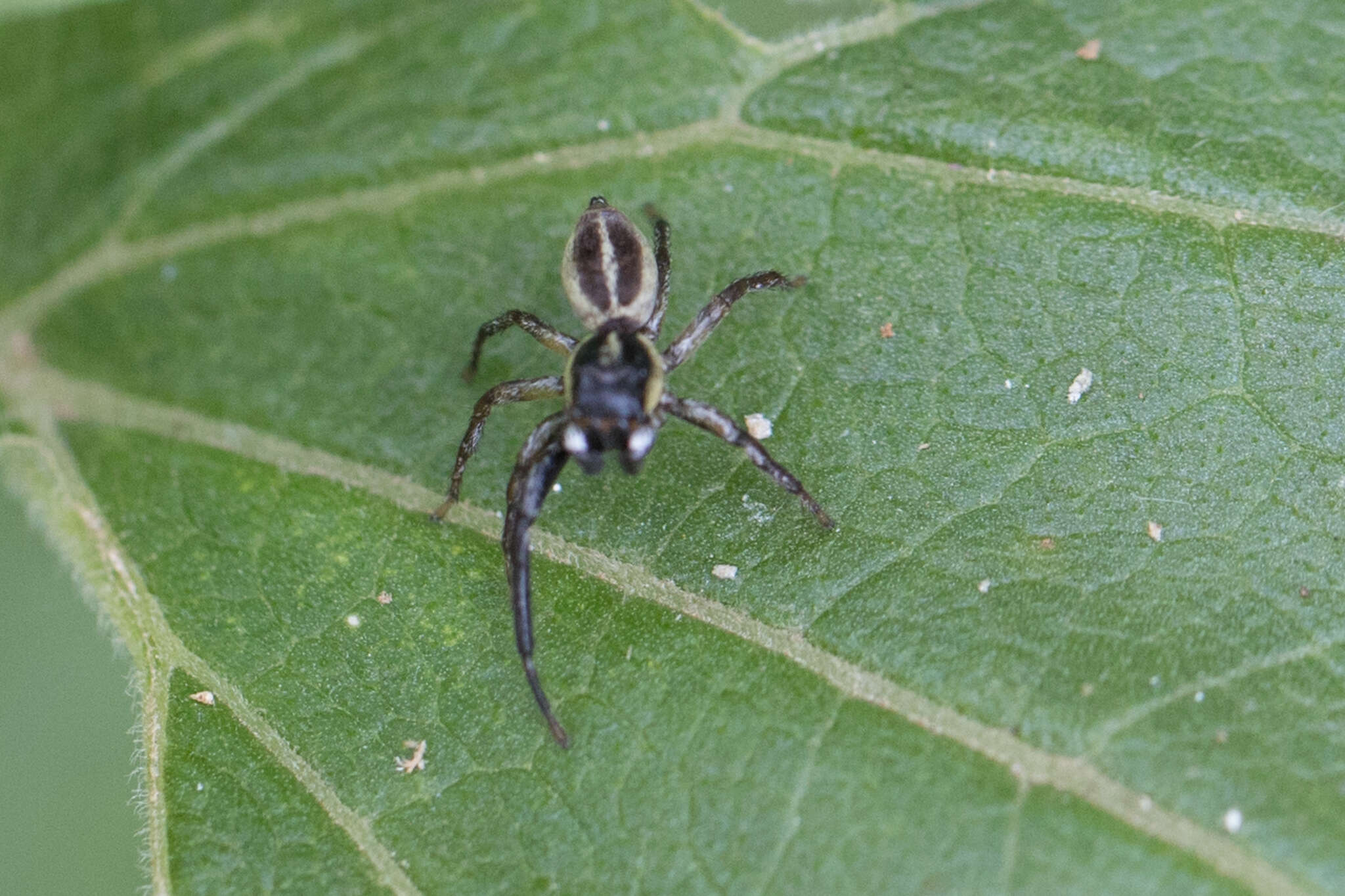 Image of Wedoquella punctata (Tullgren 1905)