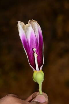 Слика од Ipomoea campanulata L.