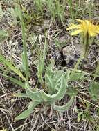 Agoseris glauca var. dasycephala (Torr. & A. Gray) Jepson resmi