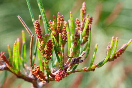 Image of Allocasuarina misera L. A. S. Johnson