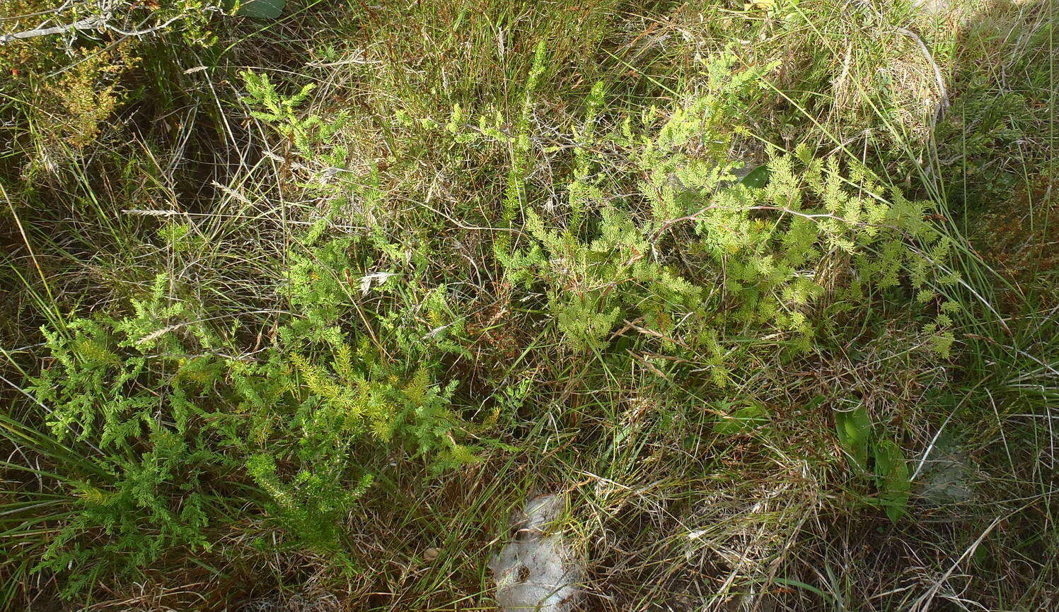 Image of Asparagus rubicundus P. J. Bergius