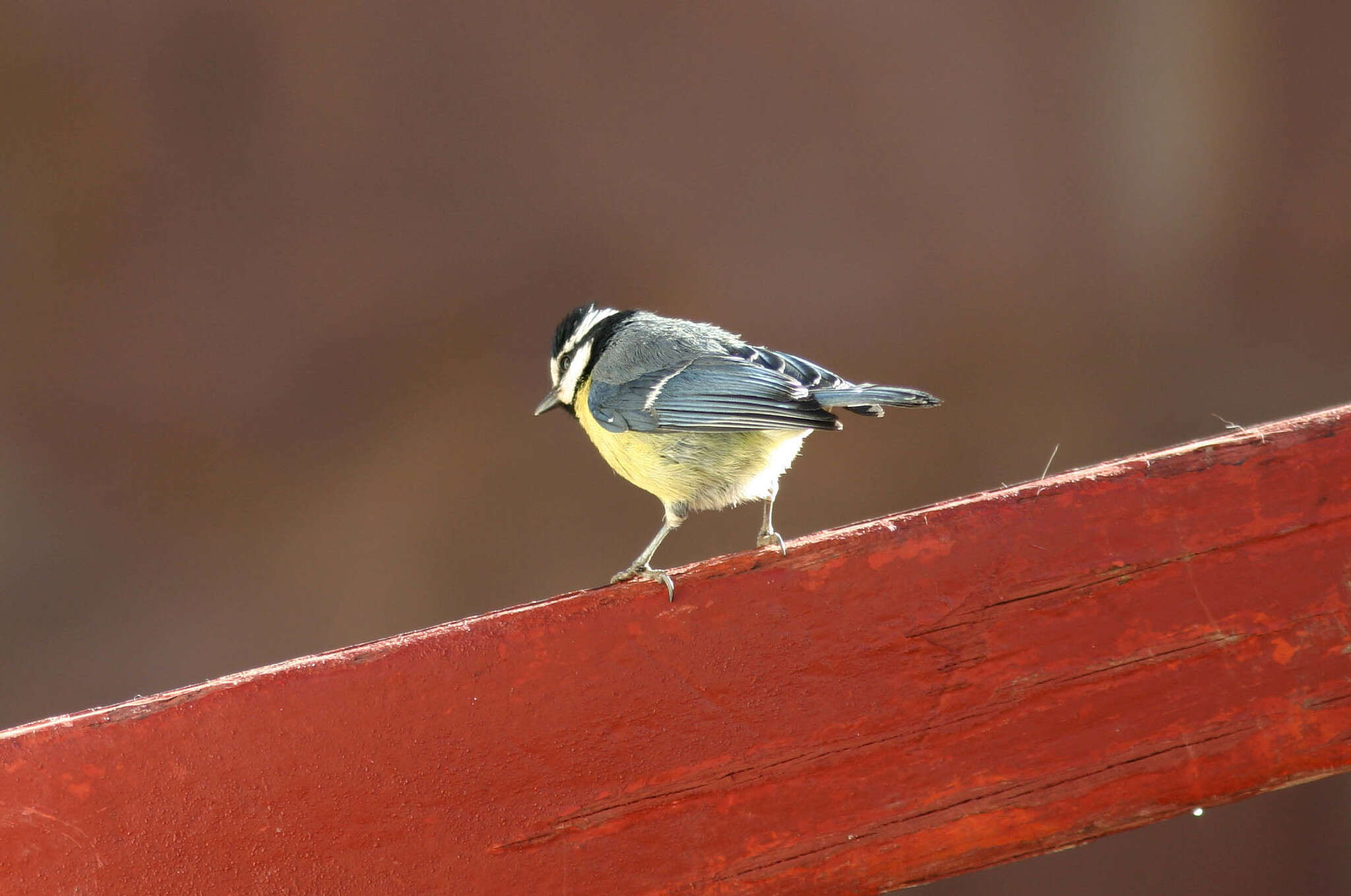 Image of African Blue Tit