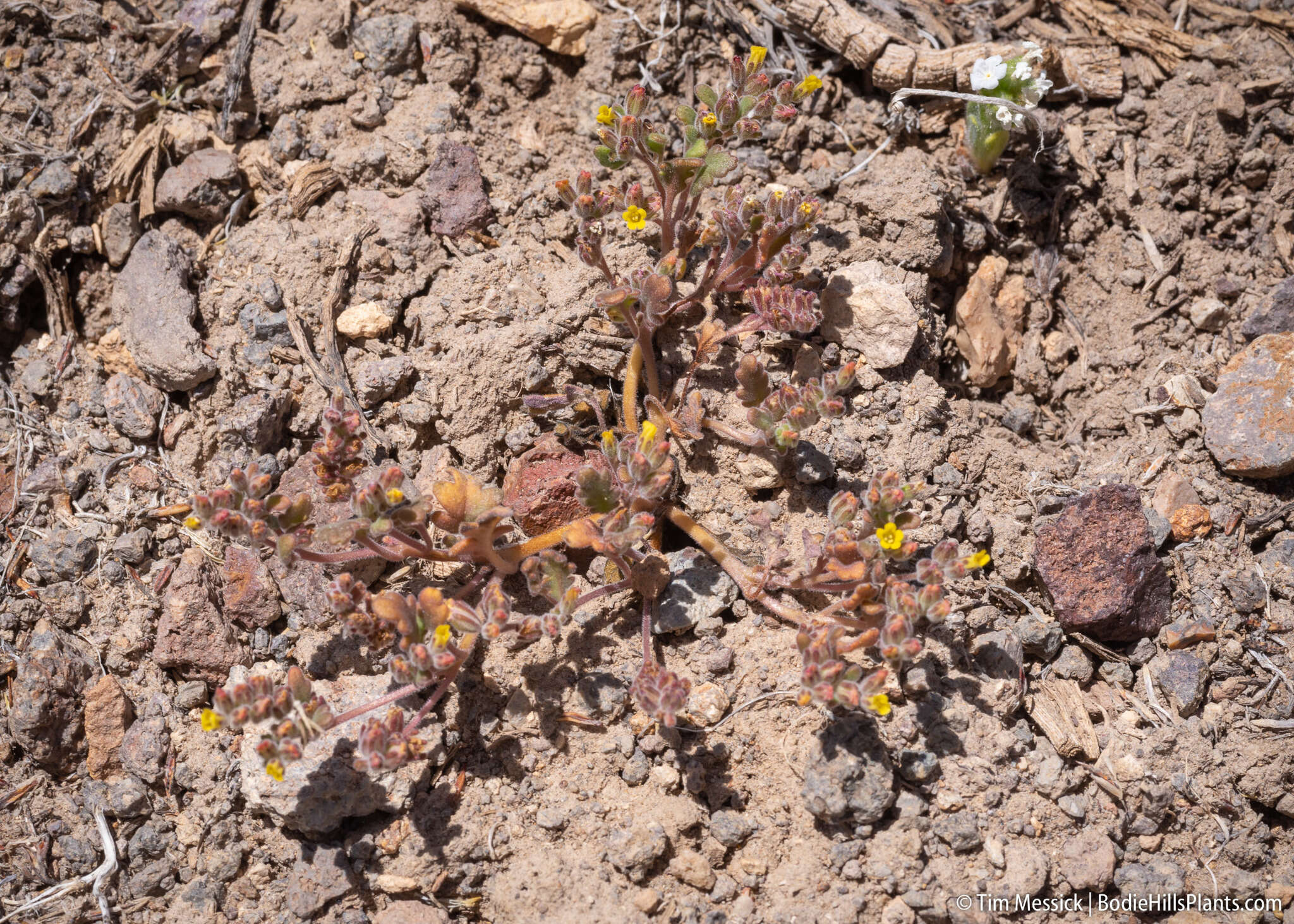 Image of Mono phacelia