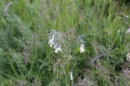 Image of Mertensia davurica (Sims) G. Don