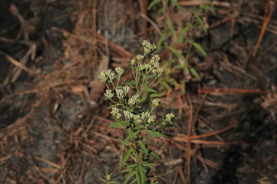 Eupatorium mohrii E. Greene的圖片