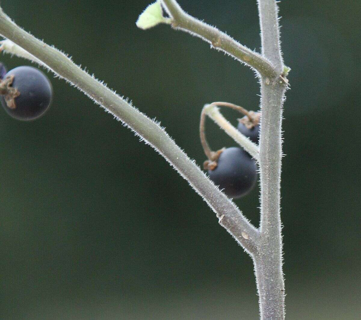 Image of black nightshade