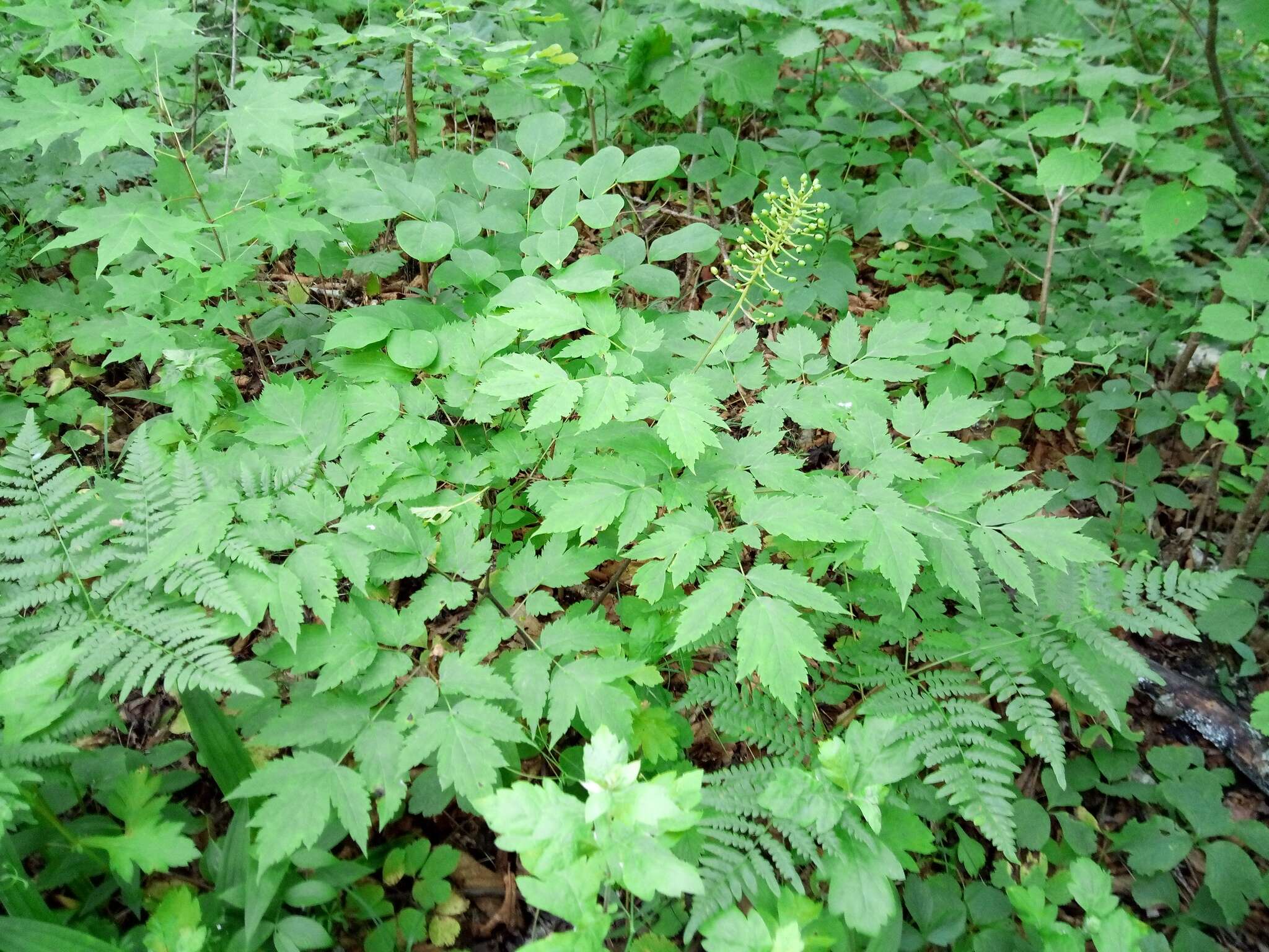 Image of Actaea spicata var. acuminata (Wall. ex Royle) Hara