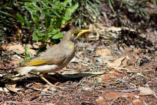 Image of Yellow-throated Miner