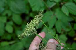 Cervaria aegopodioides (Boiss.) resmi