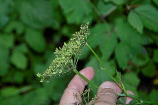 صورة Cervaria aegopodioides (Boiss.)