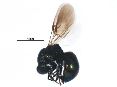Image of Philoctetes Abeille de Perrin 1879