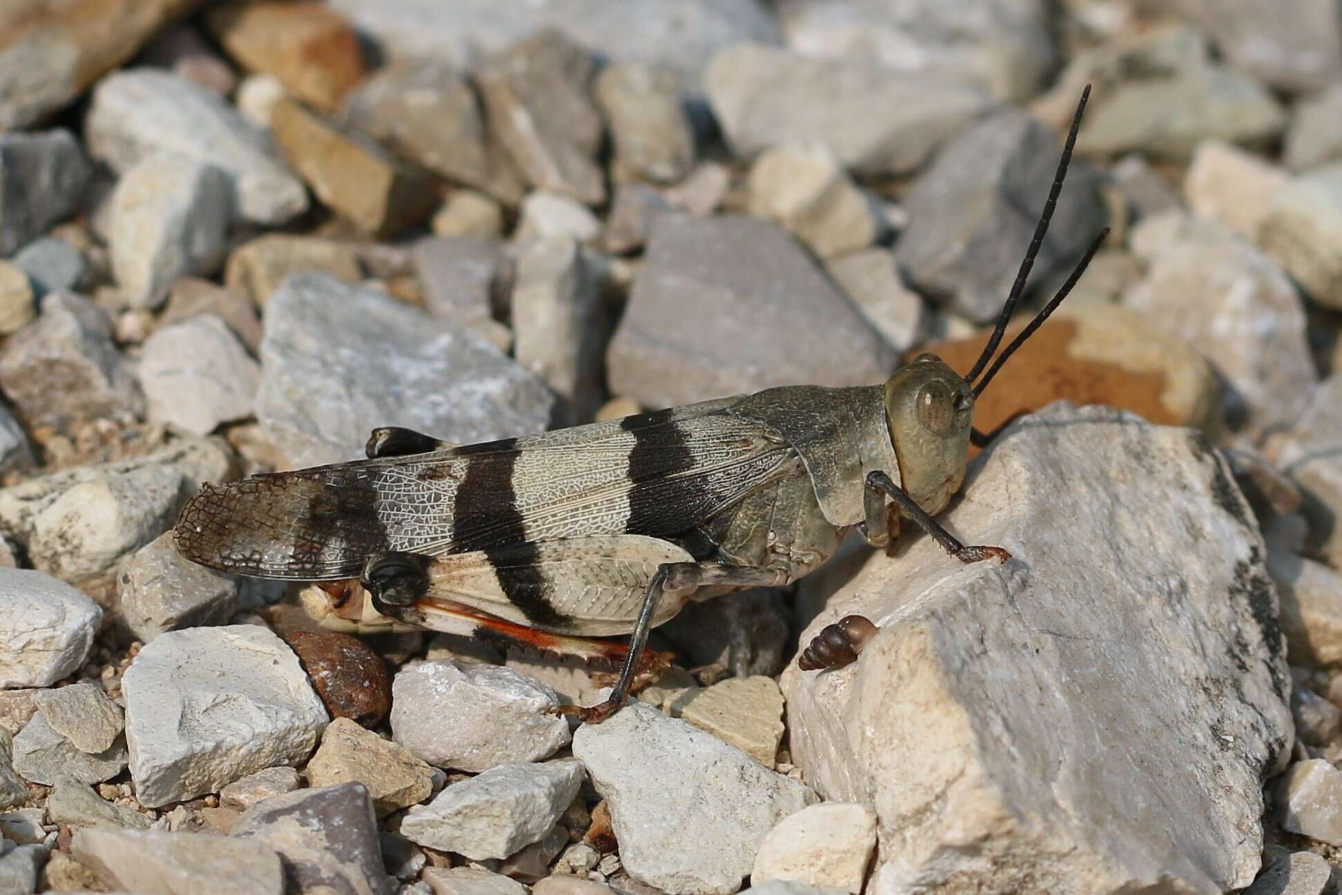 Image of Three-banded Grasshopper