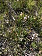 Image of Watsonia knysnana L. Bolus